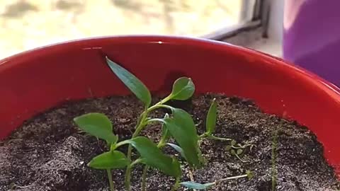 An Indoor Bell Pepper Experiment