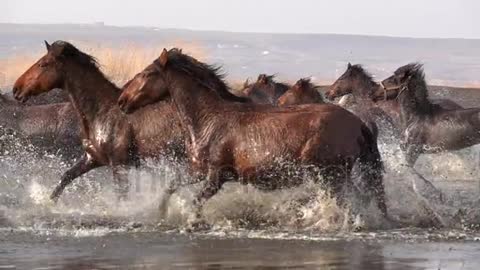 Wild Horses running wild life