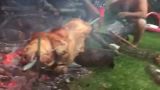 Hog roast in the rain