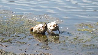 Bantam ducks foraging for food.