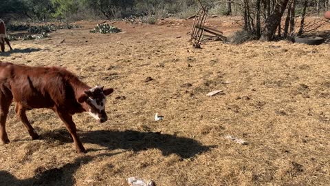 Puppy vs cafe long horn