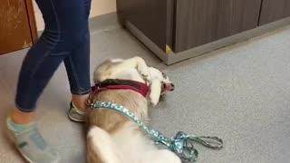 Who says dogs dislike going to the vet?