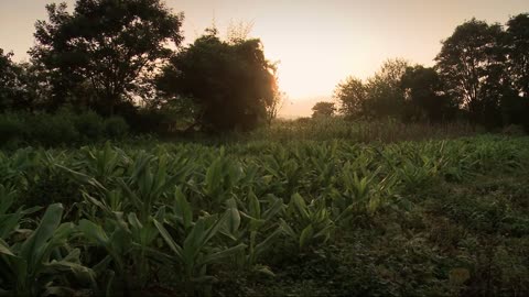 ''Οι Σπόροι της Δρ. Βαντανα Σίβα'' - Ντοκιμαντέρ