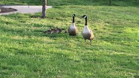 Baby geese (goslings) eat grass and flap their little wings