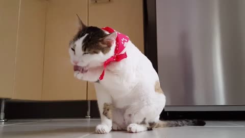 cat licking its self