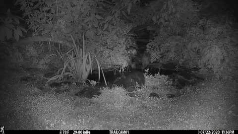 Opossum pushes skunk into pond.