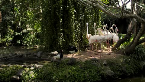 Group of flamingos on the shore of A lake view