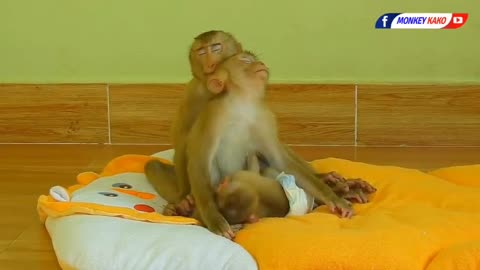 Baby monkey, cute and very cleverness