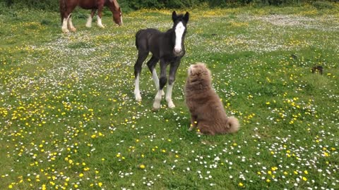 Foal playing with Shar pei Dog!