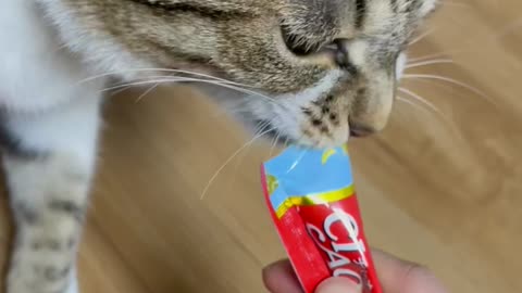 Cat Eating Snacks,Cat Tongue