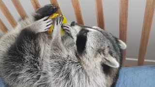 Raccoon is eating a hamburger.