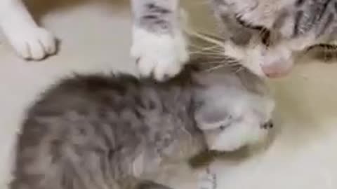 Mother cat steals kitten food
