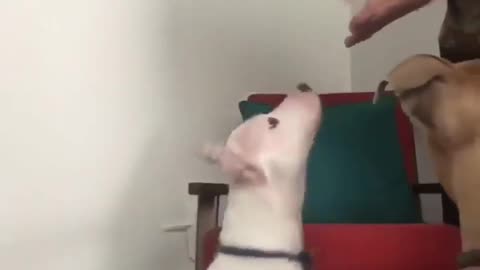 Deaf Dog That Can Understand his Masters Sign Language