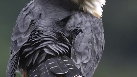 The black bat falcon.