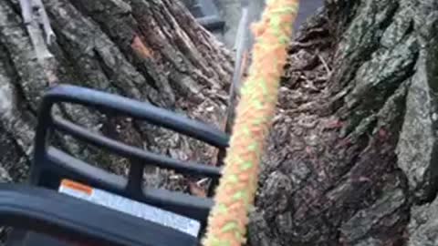 Treemek tree removal