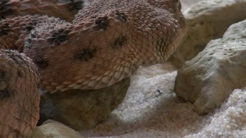 A very fierce snake is petting