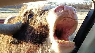 Friendly Yak Wants Drive Through Snacks