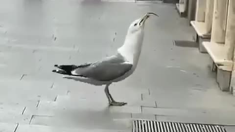 The seagull ate the rat in a few seconds