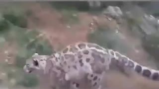 Leopard gets high and start dancing