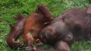 Adorable Playful Baby Orangutan Suckling