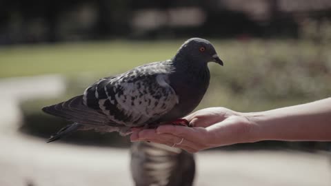 BIRD IN THE PALM OF HAND! Look at the pigeon