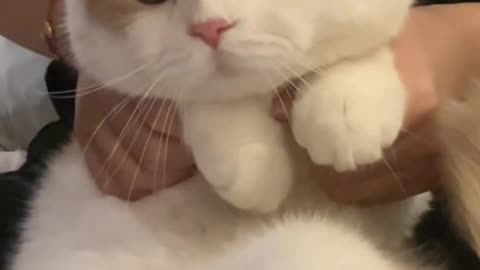 Cute Cat Video And Fanny Cat Video