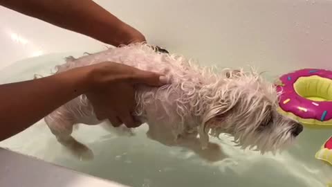 Wet white dog feet paddling over water tub