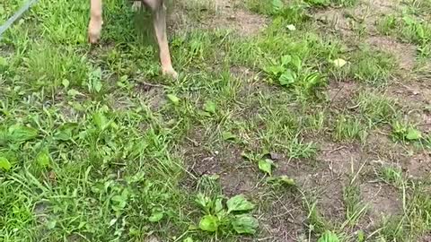 Canna vs hose