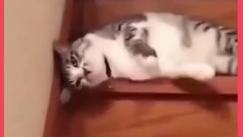 Funny Animal Videos Cu -te Cat Going Downstairs #shorts