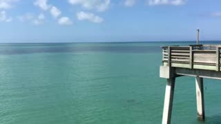 Dolphins swimming at the end of Sharkeys pier