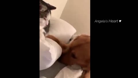 Love between cat and dog!