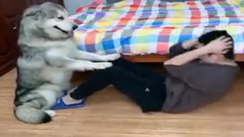 dog help his owner with abdominal exercises