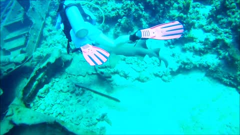 Nurse Shark - Grand Cayman - Oro Verde Wreck