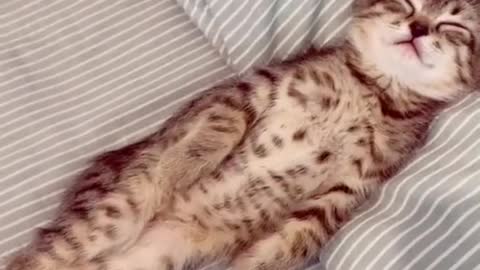 Wake up cute cat