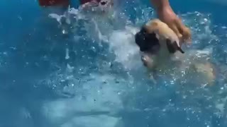 Amazing pug being a fantastic swimmer!