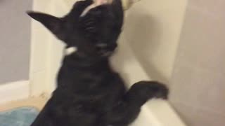 Puppy catching water drops from the shower