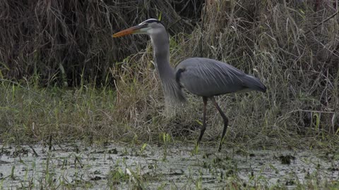 Great Blue Heron swallows a snake in Florida swamp