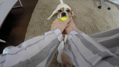 dog catching toy ball and teasing it from her hand