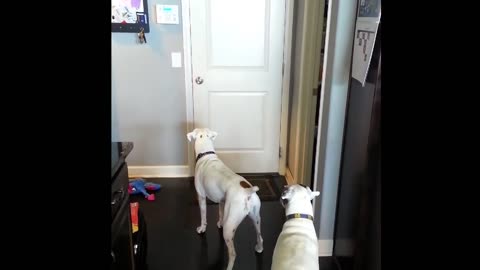 Overly Affectionate Boxers Lovingly Welcome Their Owner Home