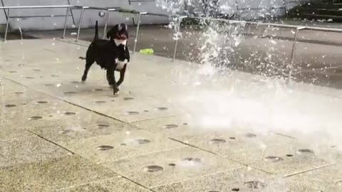 You'll never love anything as much as this pup loves water fountains