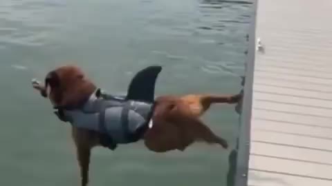 dog want to dive in water but slip and fall in water
