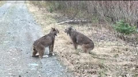 Two Lynxes in Ontario Have Intense Conversation