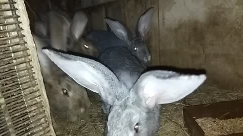 Homemade rabbits
