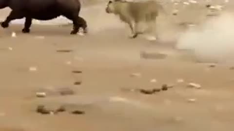 Rhino Fights For Life Against Lions