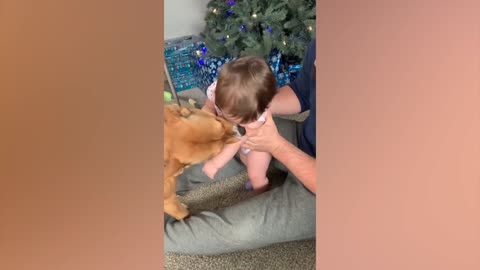 Cute Babies Playing With Dogs Compilation