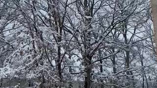 Snow in Maryland