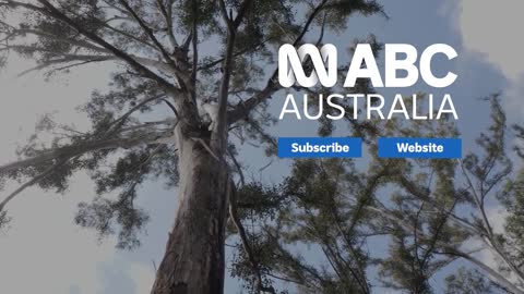 ‘Honouring the survivors’ as forest recovers after bushfire | Black Summer bushfires | ABC Australia