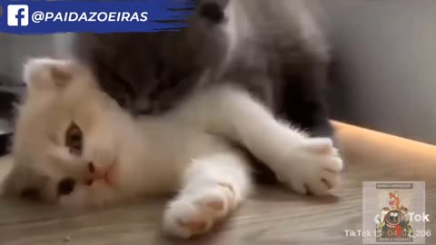 Funny Videos Of Dogs And Cats 2021 Impossible Not To Laugh !!! worth info