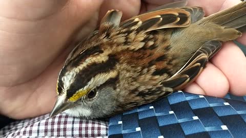Bird Rescued from the Road before Church on Sunday in Maryland