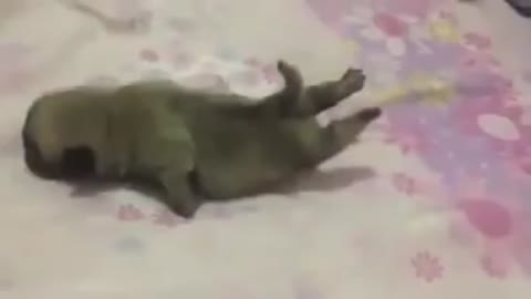 Funny dog sliding across the bed!